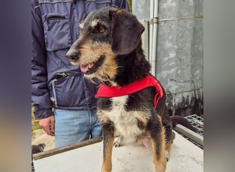 Zoe - ein sanftmütiger Schatz für Menschen mit Zeit und Zuneigung