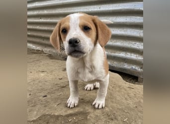 Tucker, geb. ca. 12/2024, lebt in GRIECHENLAND, auf einer privaten Pflegestelle