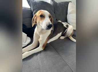 Verschmuster Familienhund Lona, zu besuchen in Bad Nauheim