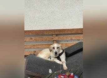 Aurelia – gerettet,aber noch nicht Zuhause
