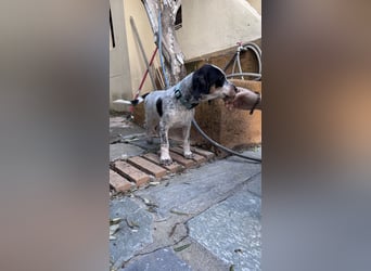 Beagle Mischlingsdame EADIE (*Dezember 2024) sucht eine Familie