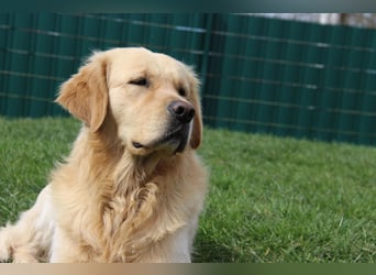 Golden Retriever Deckrüde mit FCI-Ahnentafel