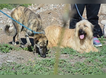Nori, Briard-Gos d atura Mix Bube sucht ländliches Körbchen