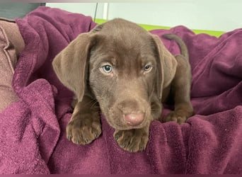 Süße aufgeweckte Mischlingswelpen Labrador-Retriever von Schulhunden