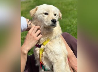 Cindy ❤️ verschmuste Hündin sucht Liebe
