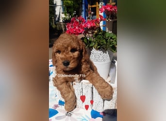 Traumhafte echte Mini und Toy Goldendoodles aus der 1. Zucht Deutschlands!