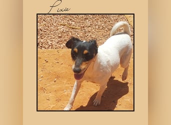 Katzenverträgliche Jack Russel Hündin PIXIE: lustig u. sozial sucht DICH!