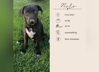 NERO - aufgeweckter Junge sucht Familie
