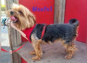 Menta1 geb. 03/19 (ESP Pflegestelle) - liebe, anhängliche und verschmuste Yorkshire-Terrier Hündin!