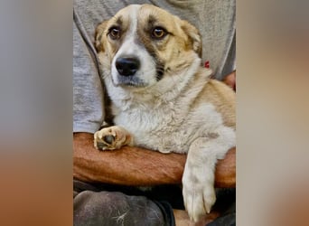 Lilu muss dringend aus dem Shelter