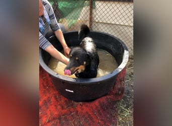 MAILA, sucht Menschen mit Herz (mit Videos!)