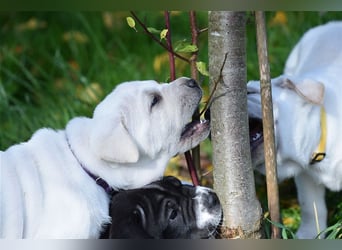 Shar-Pei x Labrador Mix Welpen stellen sich vor......