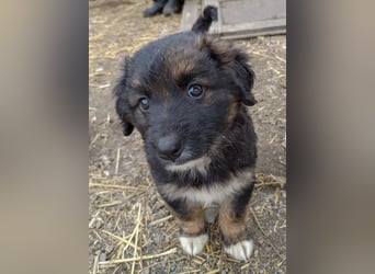 KAYA - süße Kuschelmaus sucht ein Zuhause