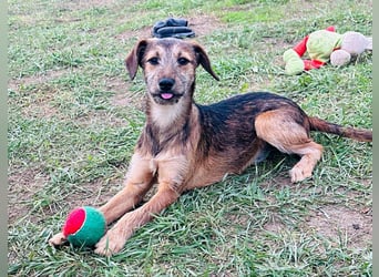 Tango, 7 Monate, 36cm sucht ihre Chance