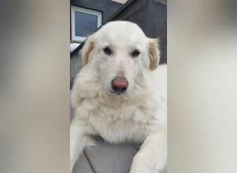 North, geb. ca. 06/20, lebt auf einer Pflegestelle in 56642 Kruft