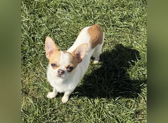 Chihuahua Rüde 9 Monate alt mit Ahnentafel