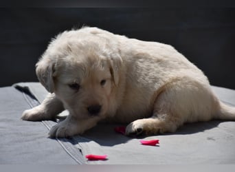 süße reinrassige Goldenretriever Welpen geboren