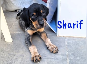 Sharif 05/2024 (ESP Pflegestelle) - sportlicher, hübscher und verschmuster Bracken-Mix Junghund!
