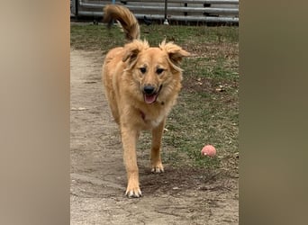 Sally sucht ein liebevolles Zuhause
