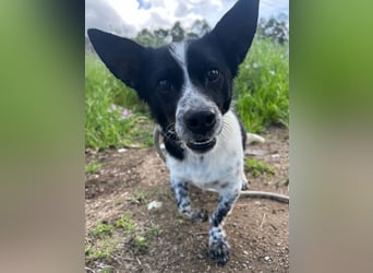 Fitter "Pico" sucht sein Plätzchen