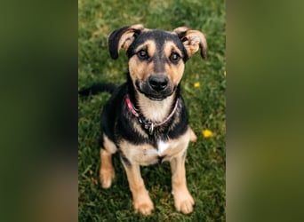 Neugierige BRUNYA sucht eine liebevolle Familie