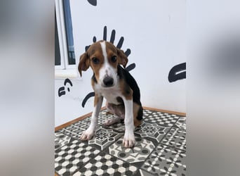 Jagdhund Mix Tara
