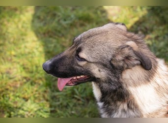 Akido – Sportskanone sucht Zuhause