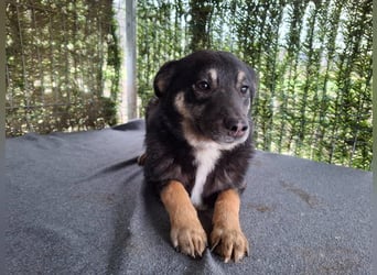 Dodo - lebhafter, freundlicher, aktiver, verspielter junger Rüde / z.Zt. noch in Rumänien