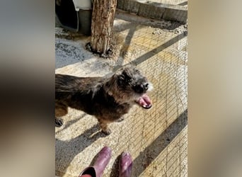 Kleiner Schnauzermischling BALIN sucht eine eigene Familie