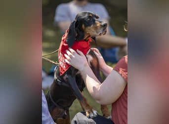 Liebevoller Jack sucht ein Zuhause