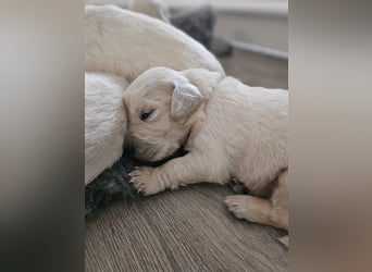 Golden Retriever Welpen