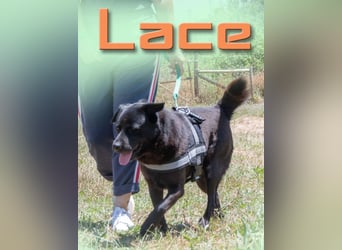 Lace - brav und ausgeglichen