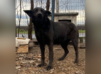 Himerra - schlau und lernwillig