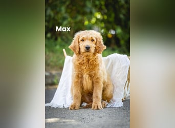 Goldendoodle mini Medium Doodle Abgabe ab jetzt