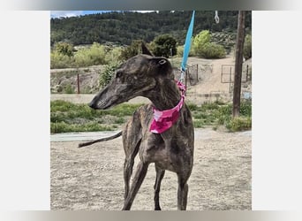 Guapino (TO) Aufgeschlossen, super lieb und verschmust