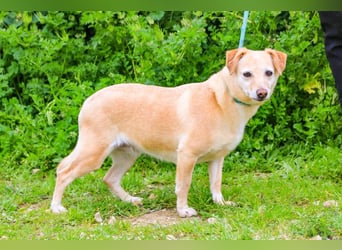 Alva, Mix Dackel / Pinscher, lieb und verträglich