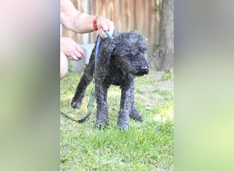 Tata SI - Liebevoller Rentner sucht Gnaden-Körbchen