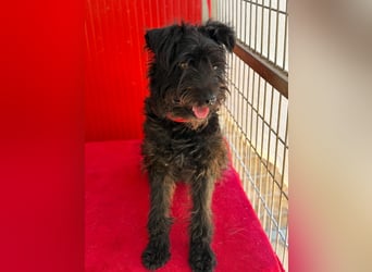 Candy, Schnauzer-Mix, Hündin, geb. am 20.07.2024, 36 cm, 10 kg
