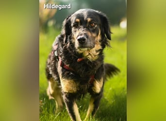 Hildegard - hübsch und lieb