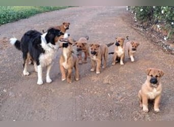 Rosi, ein verspieltes Hundekind auf der Suche nach einem Zuhause fürs Leben
