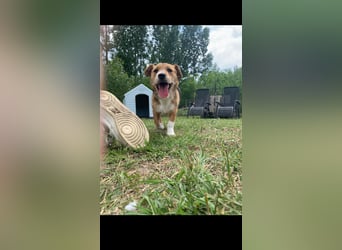 Linus der perfekte Familienhund
