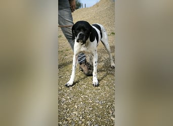 Sangria  - Pointer, lieb und verträglich, auch mit Katzen
