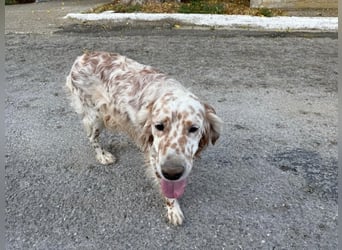 Hercules - Ein Setter mit Geschichte und großem Herzen