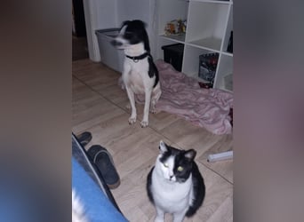 Perdi: lebensfrohes Powerpaket in 66954 Pirmasens