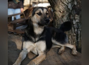 Chita, geb. ca. 05/2024, lebt in GRIECHENLAND, im städt. Tierheim Serres
