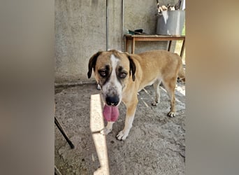 Ruhiger und gelassener Junghund WILLY (2 Jahre) sucht eine Familie