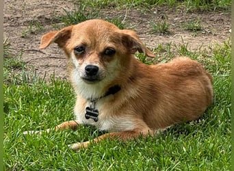 ♥BIENCHEN♥ neu auf Pflegestelle bei Köln - zarte, absolut zutrauliche kleine Juniorin 21 cm