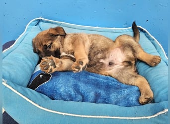 PUKO ❤️ knuffiger Teamplayer