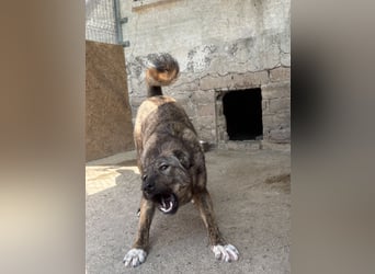 AVA, Hündin, 1,5 Jahre, 52 cm, Mischling, Tierschutz