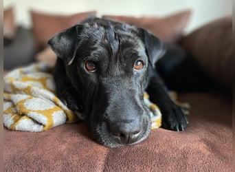 FRIDA ❤️ gemütlicher Labrador Shar-Pei Dame, Pflegefamilie Köln